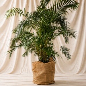 PALMA ARECA