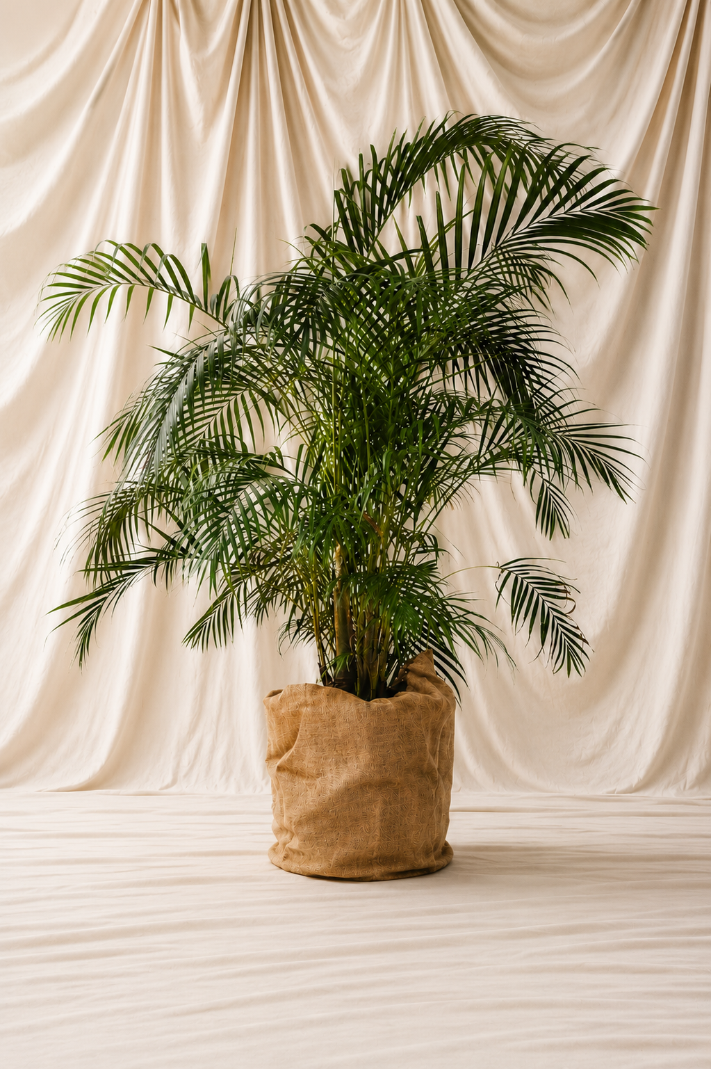 palma-decorativa