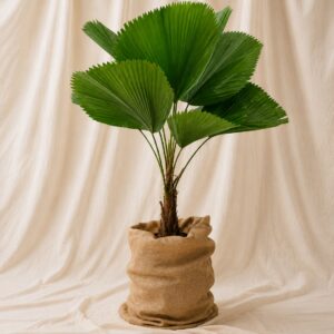 PALMERA LICUALA