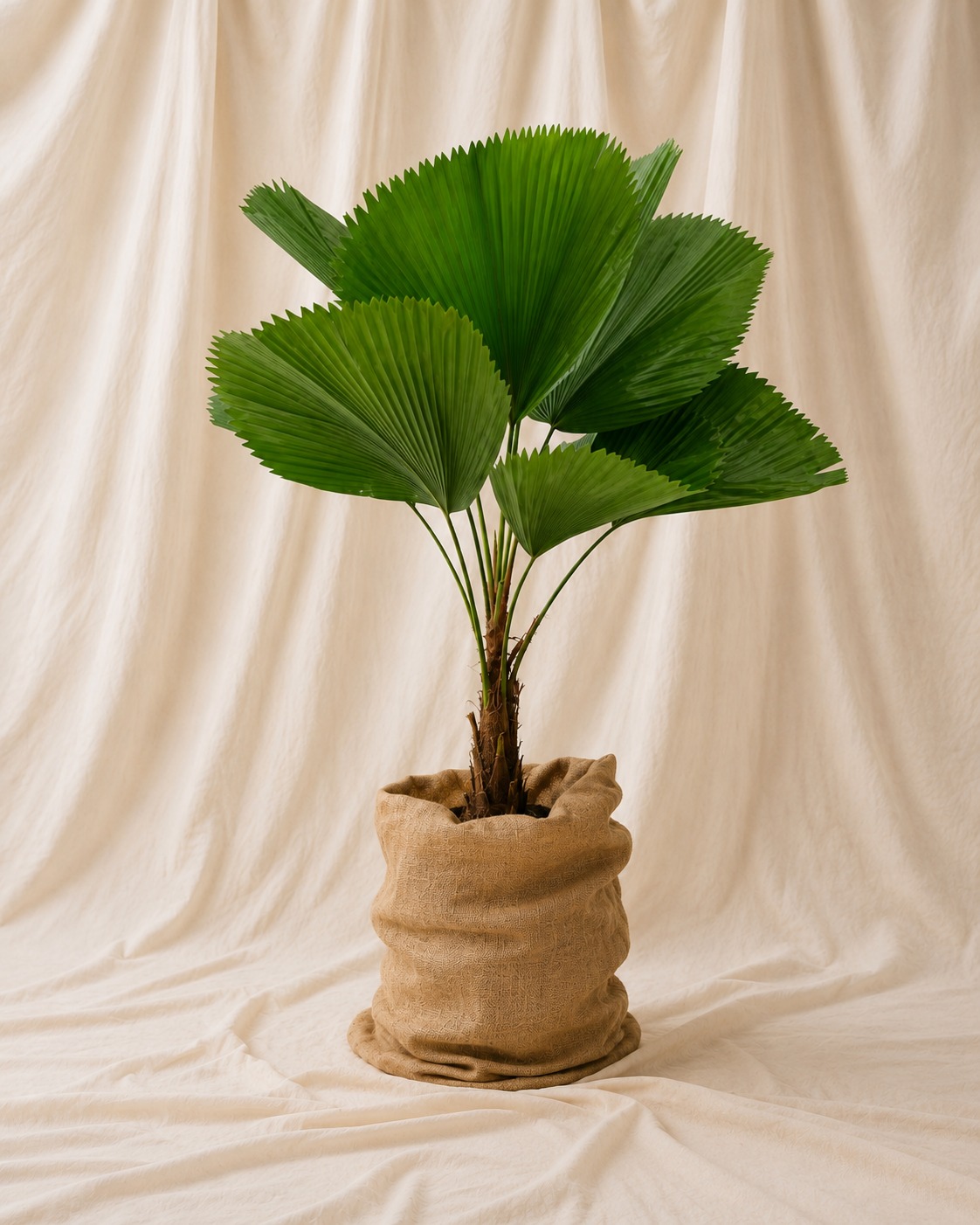 palmera-licuala