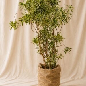 DRACAENA REFLEXA