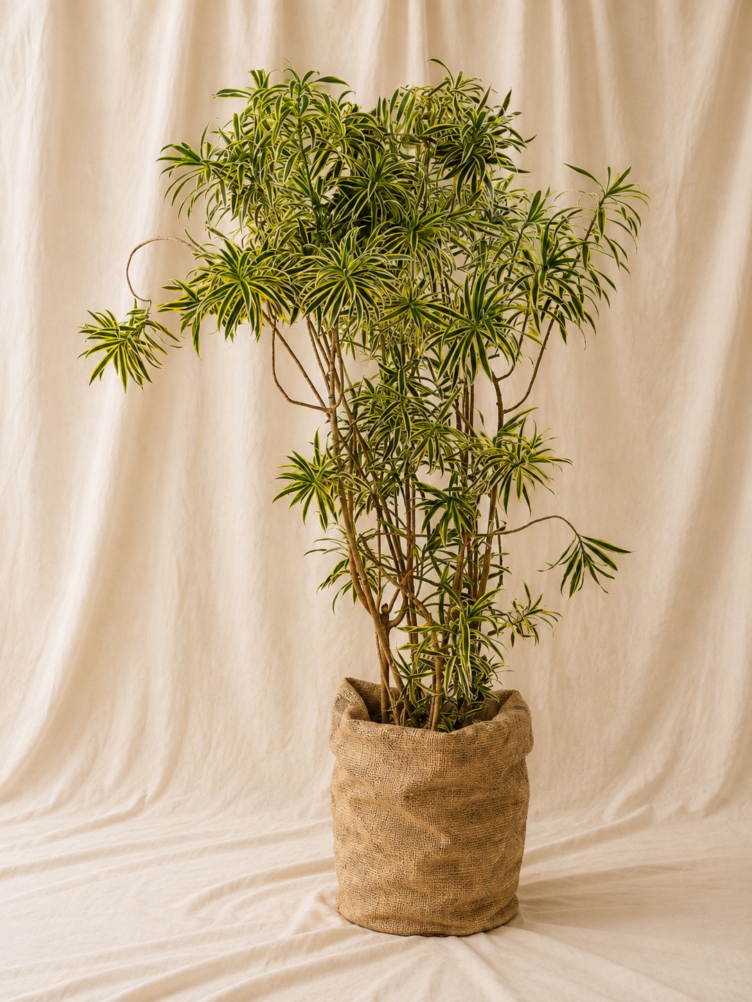 dracaena-reflexa