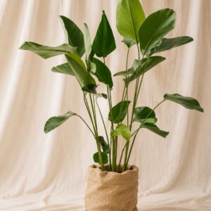 CALATHEA LUTEA