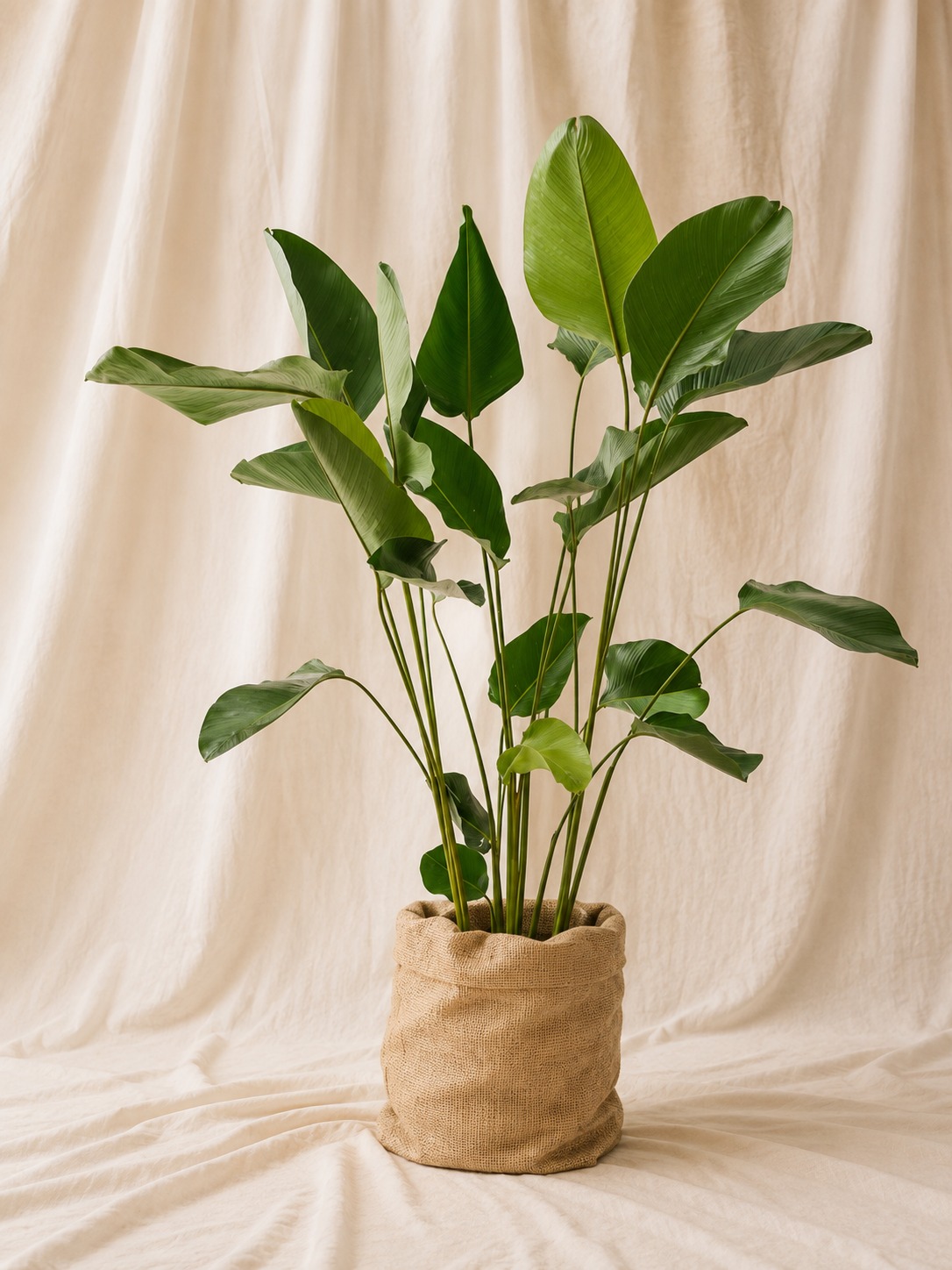 calathea-lutea