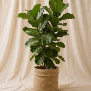 FICUS LYRATA