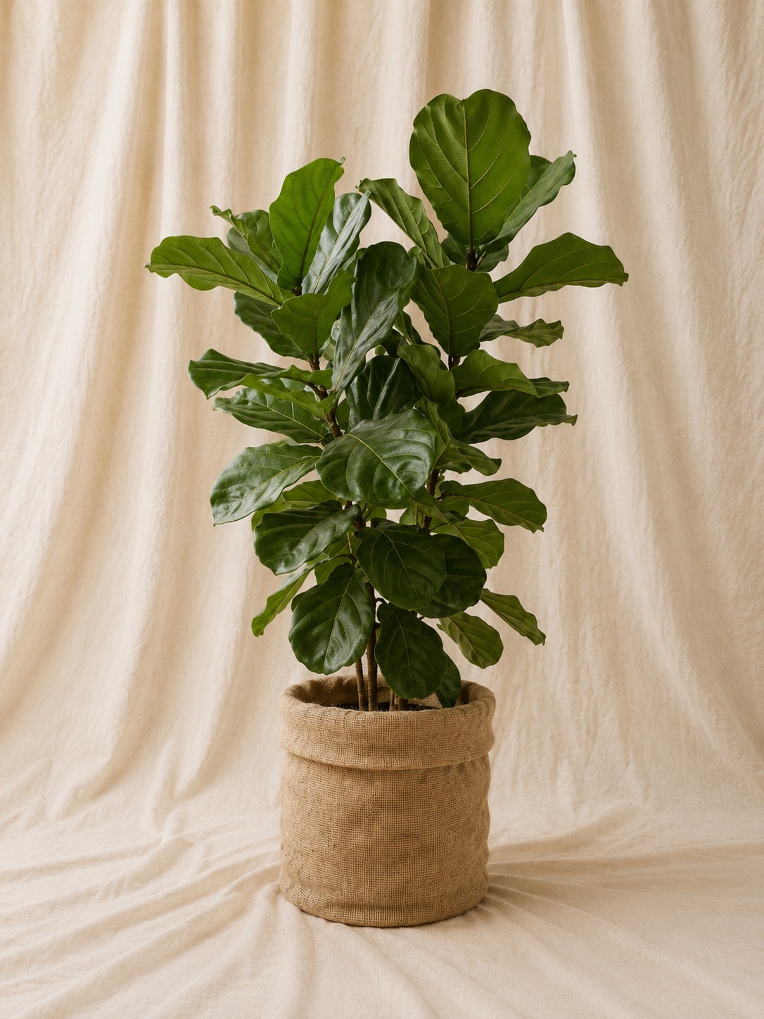 ficus-lyrata