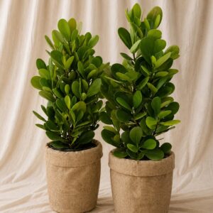 FICUS COPLEY