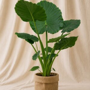 ALOCASIA MACRORRHIZA