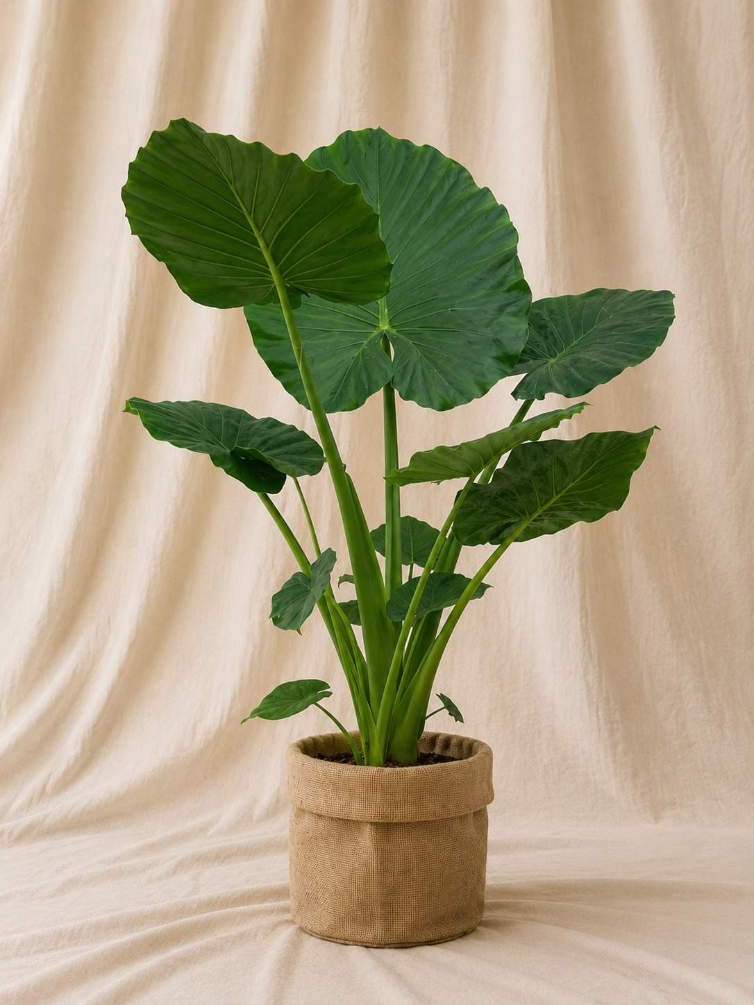 alocasia-macrorrhiza